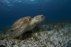tortuga ! by Juan Cardona 